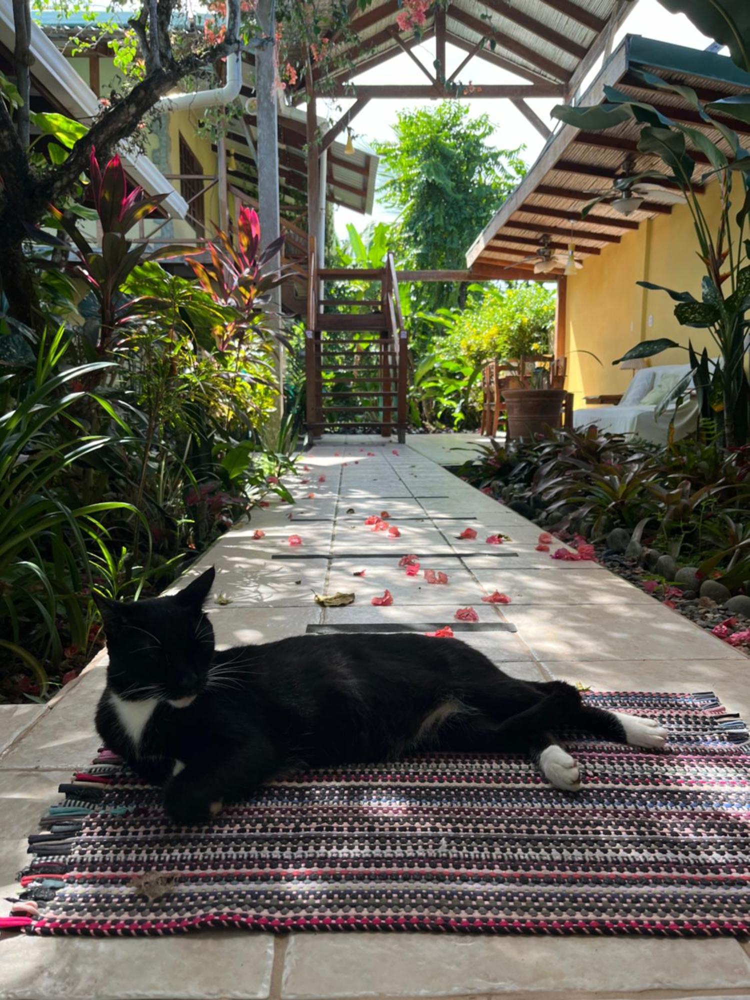 Hotel Pura Vida Puerto Viejo de Talamanca Zewnętrze zdjęcie