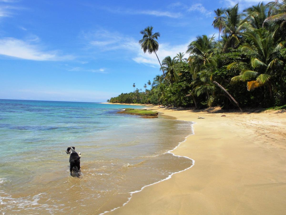 Hotel Pura Vida Puerto Viejo de Talamanca Zewnętrze zdjęcie